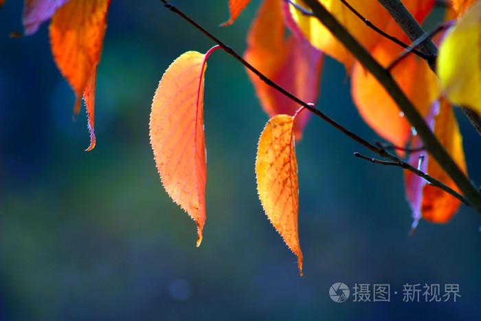 一本大道无码av天堂,松本一香av在线精品二区,九九碰在线免视频播放